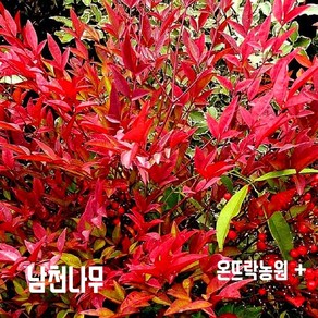 남천나무 묘목 2년생 15-20cm 4계절 변화무쌍 공기정화 실내인테리어화분 [조경수 울타리용 전원주택조경 대단지조경공사용], 1개