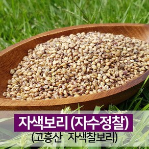 진도장모와서울큰사위 자색보리 자맥 빨간 자주빛 햅곡 [23년산 출시], 1개, 500g