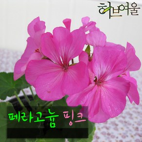 [허브여울제라늄] 페라고늄 핑크 (pelagonium) 지름 10cm 소품화분, 1개