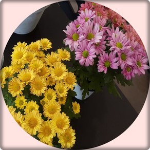 국화꽃/Chysanthemum/가을국화/국화화분/15cm화분/플랜테리어, 1개, 적색
