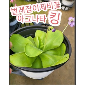 벌레잡이제비꽃-아그나타-대왕/벌레를 잡아먹는 무시무시한 식물, 1개