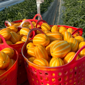 [산지직송] 당도보장 꿀맛 가정용 성주참외, 1박스, 2.5kg(혼합과)