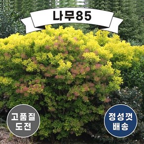 (나무85) 안개나무 골든스피릿 개화주 분, 1개