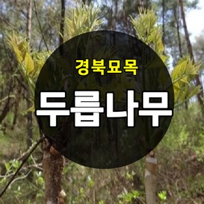 [경북농원] 가시있는 참두릅 / 가시없는 민두릅나무묘목 특묘