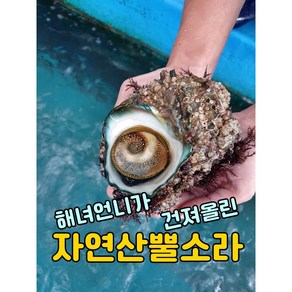 [보물섬해녀언니] 해녀가 직접잡은 자연산 뿔소라 1kg, 특대(4-6미), 1개