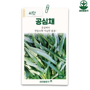 다농 공심채씨앗 10g 모닝글로리 채소, 1개