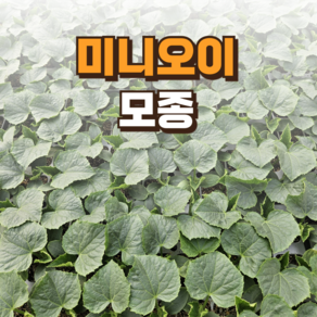 [미니오이 모종] 정프러그 미니 오이 모종 미니오이, 5개
