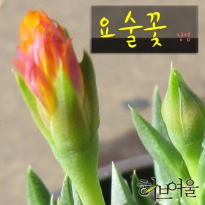 [허브여울다육] 요술꽃 지름 9cm 소품화분