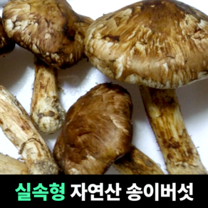 [실속형] 자연산 송이버섯 생송이버섯 으뜸버섯 품질좋은버섯 면역력증진 항암효과 간보호 송이버섯구이