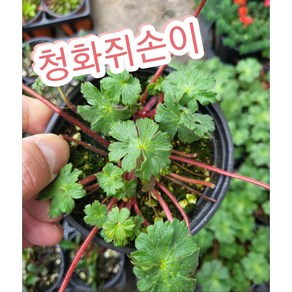 청화쥐손이/보라빛을 띄는 청하쥐손이 월동식물