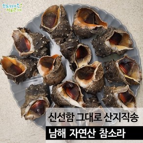 남해 자연산 참소라생물 12미 내외 탱글 쫄깃한 산지직송, 1개, 1kg