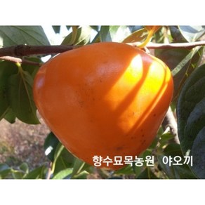 향수묘목농원 왕대봉 야오끼1년생묘목 특묘, 1개