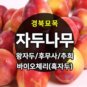 [경북농원] 자두나무 접목묘 특묘 (왕자두/후무사/추희/바이오체리/플럼코트), 후무사(포무사)  접목  중묘