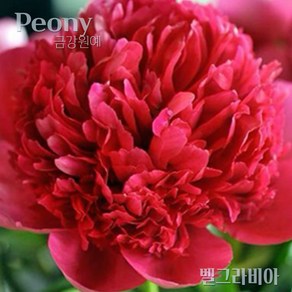 작약(Peony) 숙근 입고 벨그라이비아(2~3촉) 금강원예, 1개