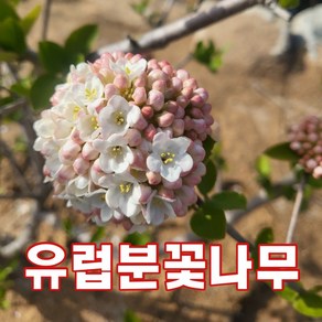 유럽분꽃나무 1그루 중대형 향기나는나무, 1개