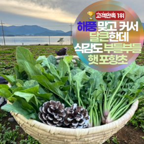 [바다1km] 달큰하고 부드러운 남해 시금치 포항초 최상품, 1박스, 4kg