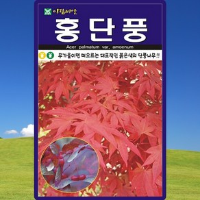 아람종묘 고로쇠 단풍나무소포장수액 채취가 가능한 고로쇠단풍 100립, 1개