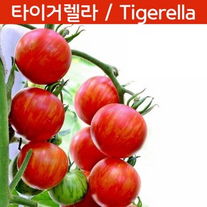 타이거렐라 토마토 Tigeella 방울토마토 희귀토마토 교육체험용 세트, 1개