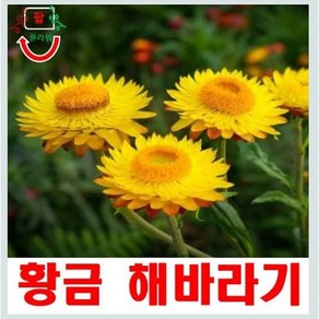 희귀씨앗 황금해바라기 15립 / 노란황금빛, 1개