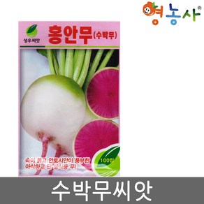 홍안무씨앗 100립 수박무 과일무 씨앗, 홍안무(수박무), 1개