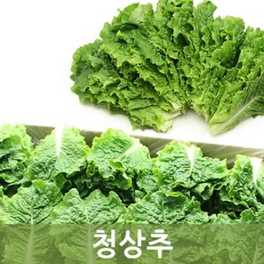 청상추 2kg 1박스 두리반농산