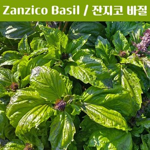 잔지코 바질키우기 Zanzico Basil 바질 키우기세트 교육용 체험용