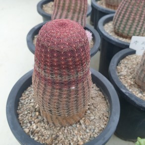 [수암다육] 자태양 랜덤발송 Echinoceeus igidissimus ssp. ubispinus 랜덤발송 다육 다육이 다육식물 311, 1개