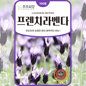 [주주씨앗] 라벤다씨앗 100립 프렌치라벤더 종자 씨 허브씨앗 허브종자 꽃씨, 1개