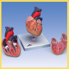 기본형 심장 모형 2부분 분리 받침대 포함 심방관찰 심장벽 앞부분 고퀼, 1개