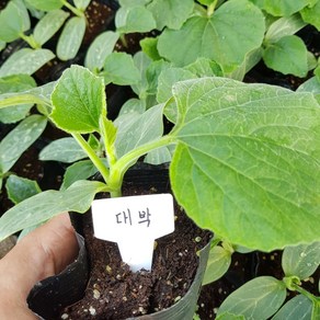 [모종모종]대박 모종(식용박)흥부박