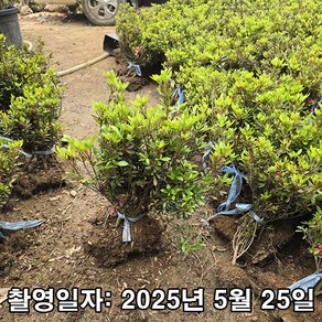 충주원예조경 / 영산홍(석암) / 30cm / 5주, 석암, 1개