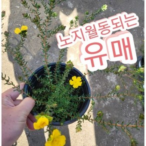 유매꽃/백두산 유매 노랗고 예쁜 꽃