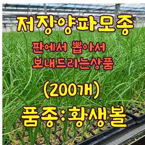 [모종심는아빠] 저장상이 좋은 카타마루 양파모종 월동용, 200개