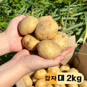 만근농장 24년 국내산 포슬포슬 햇감자, 1개, 2kg(대)