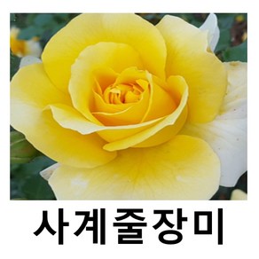 장미나무 묘목 사계줄장미 골드바니 포트묘, 1개