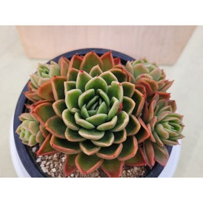 [청담다육] 라즈아가 자연군생 색감 예쁜다육 (랜덤), 1개, 1