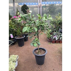 오렌지레몬나무 [박씨농원], 1개, 0