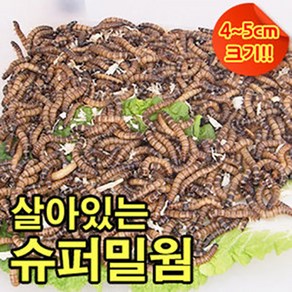 살아있는 슈퍼밀웜(안전포장), 2-3cm, 100마리, 톱밥, 1개