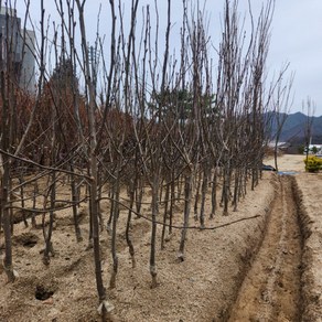 향수묘목농원 돌배나무 3년생분묘 결실주, 1개, 돌배