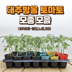 [대추방울 토마토 모종] 정프러그 대추 방울 토마토 모종 모음 빨강 노랑 흑 대추방울 토마토 모종, 노랑대추방울, 10개