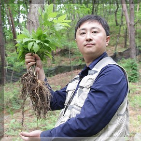 유재덕의 산양산삼 산양삼 장뇌삼 장뇌산삼 12년근 2뿌리 부터