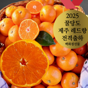 [프리미엄 올해의 레드향] 꿀당도 제주산지직송 레드향 선물용 가정용 3kg 5kg 백화점선물, 1개, 가정용벌크 중소과 3키로