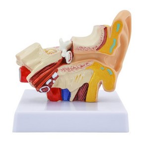 인체 귀모형 귀구조 인체모형 해부 1.5배확대 EM260