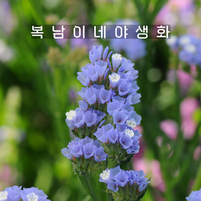 리모니움 블루 [4포트 복남이네야생화 모종 스타티스 limonium], 4개