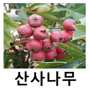 산사나무 묘목 (대실) 접목1년 2주묶음, 1개