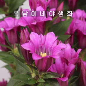 분홍용담꽃 리틀핑키 [1포트 복남이네야생화 모종 왜성용담 핑크 젠티아나 gentiana], 1개