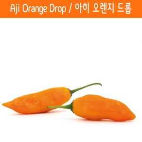 Aji Oange Dop / 아히 오렌지 드롭 페퍼 희귀 고추 매운고추 특수작물, 1개