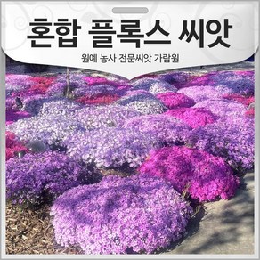 혼합 플록스 씨앗 꽃잔디 종자 꽃씨 지면 100알, 1개