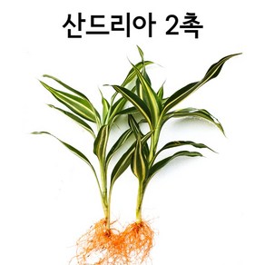 산드리아 (2촉) 인기수초 아름다운수초 초보용수초 수초 수아쿠아 초보수초