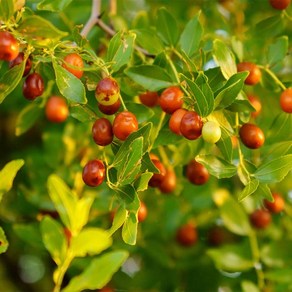 사과대추나무 묘목 (결실주) 5년생 6년생 7년생 8년생 대추키우기, 1개